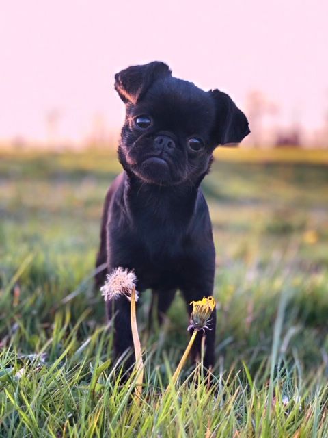 Chiots Petits Brabançon à réserver