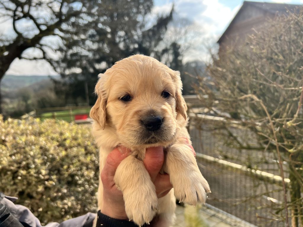 de l'orée des Montagnes Noires - Chiots disponibles - Golden Retriever