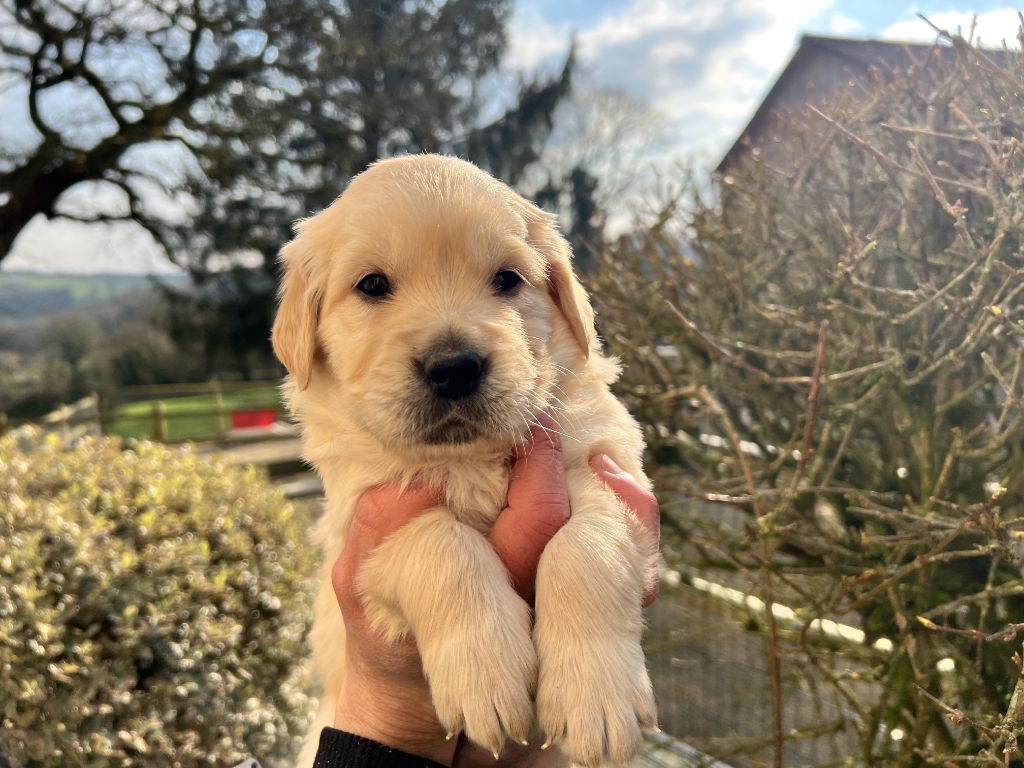 de l'orée des Montagnes Noires - Chiots disponibles - Golden Retriever