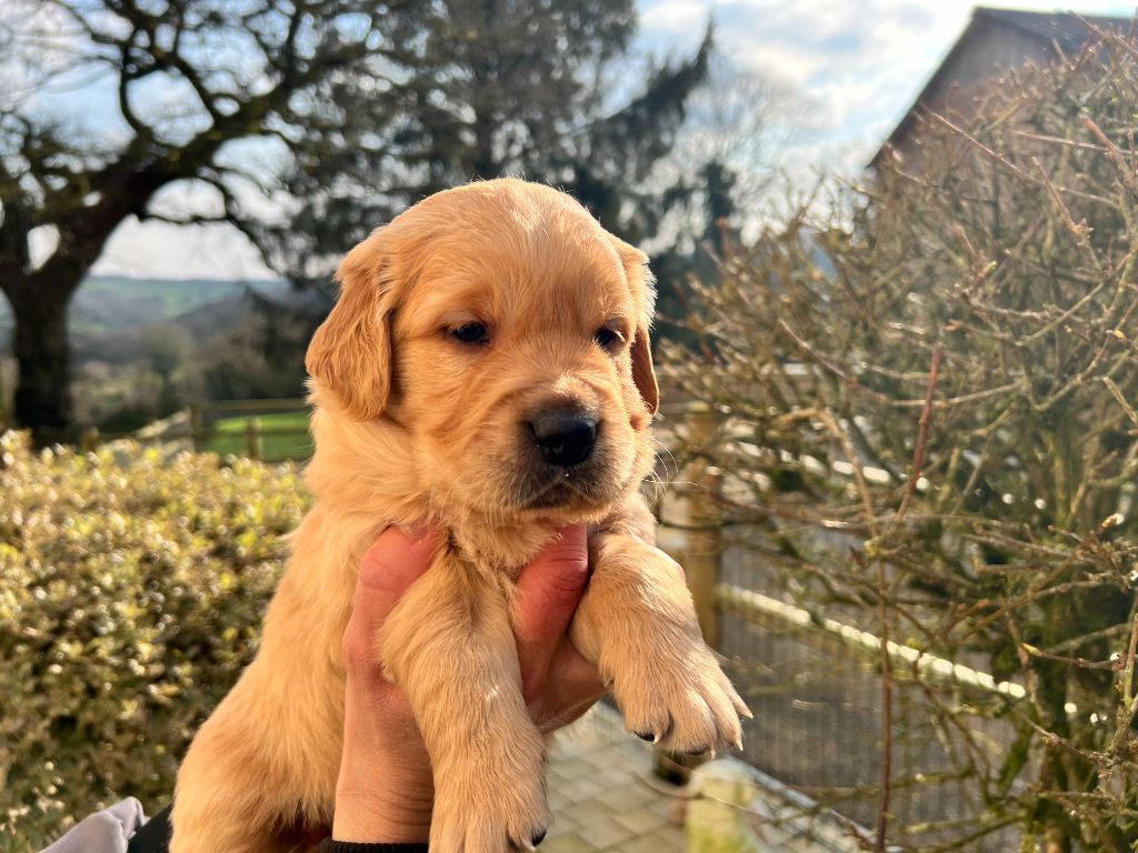 de l'orée des Montagnes Noires - Chiots disponibles - Golden Retriever